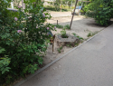 В Астрахани продолжается противостояние зоозащитников и тех, кто против бездомных собак