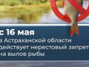 Губернатор призвал астраханцев соблюдать нерестовый запрет