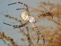 В Астраханской области увеличилось количество ядовитых пауков