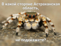 На улицах Астраханской области замечены южно-русские тарантулы