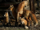 В астраханском поселке замечена лиса с тремя лисятами