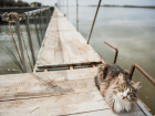 Трое в лодке: астраханские рыбаки спасли котиков с дикого острова