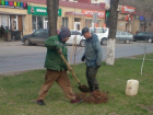 В Астрахани на месте загубленных вандалами деревьев посадили новые