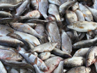 Астраханская полиция обнаружила около 9 тонн немаркированной рыбы в центре города