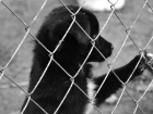 “Мы не сдаемся!”: семья астраханского отловщика собак продолжает бороться за его свободу