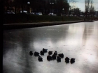 Астраханцы в социальных сетях призывают спасти уток на замерзшем Лебедином озере