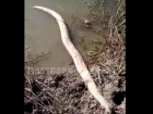 В Астраханской области нашли огромную змею 