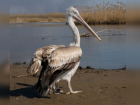 В Астрахани на волю выпустили кудрявого пеликана, спасенного из ледяного плена