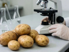 В астраханском картофеле нашли хлорпрофам