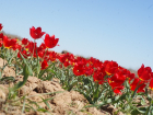 В Астраханской области скоро зацветут краснокнижные тюльпаны