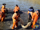 Огромные редкие рыбы, за ловлю которых грозит тюрьма, дадут потомство под Астраханью