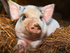 В Ахтубинском районе Астраханской области выявлен очаг африканской чумы свиней