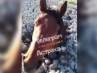  Астраханцы обсуждают в соцсетях застрявших в грязи лошадей