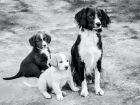 Более 3000 покусанных собаками астраханцев обратились к врачу в 2022 году