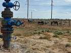 Под Астраханью табун лошадей проник в зону газоконденсатного месторождения