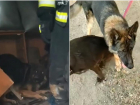 В Астрахани огнеборцы и горожане спасали собак из пожара