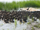 За 2022 год в Астраханской области выпустили 5 тысяч уток и 450 фазанов