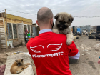 Как искусственный интеллект может контролировать собак в Астрахани 