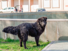 Очередное нападение собак на школьницу в Астрахани сняли очевидцы