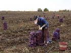 В Астраханской области начали собирать особенный картофель
