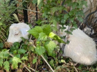 В Астрахани ищут владельцев потерявшегося козла