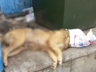 Астраханцы просят Президента России разобраться со смертями собак
