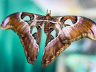 В Астрахани открылась выставка уникальных тропических бабочек 