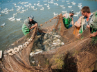 Более 1500 астраханских рыбаков могли остаться без участия в осенней путине