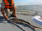 Свыше 600 осетровых и частиковых рыб выпустили в Астраханской области