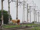 В Астраханской области увеличилось число ДТП с животными на железной дороге