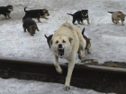 Чиновники Астраханской области отказались от помощи в решении собачьего вопроса