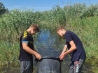 В Астраханской области начали собирать отряды для спасения рыбной молоди 