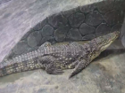 Переживший пожар в кинотеатре «Октябрь» крокодил вернулся в Астрахань