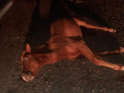 В Енотаевском районе Астраханской области произошло смертельное ДТП с лошадьми