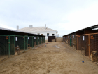 В новый приют на севере Астраханской области поселили 97 собак 