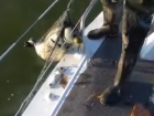 Астраханские пограничники спасли от гибели двух каспийских тюленей