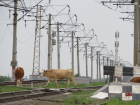 В Астраханской области полсотни голов скота попали под колеса локомотива