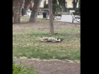 Астраханцы рассказали о догхантерах, которые убивают бродячих собак 