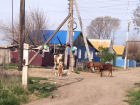 В Астрахани коровы-беспредельщицы заставляют нервничать местных жителей