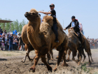 Победитель верблюжьих бегов на Сабантуе – 2023 в Астраханской области получит 200 тысяч рублей