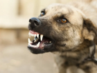 В Советском районе Астрахани стая собак разорвала дворнягу