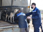 Астраханский приют возобновил отлов и стерилизацию бродячих собак