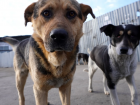 Жители шестого микрорайона Астрахани пожаловались на обилие бездомных собак