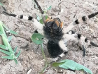 Астраханец наткнулся в огороде на южно-русского тарантула