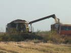 В Астраханской области планируют собрать 38 тысяч тонн риса до конца года