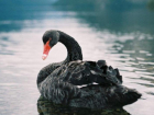 У погибших в Астраханской области лебедей диагностировали птичий грипп