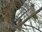 В чем ушастые совы всех обманывали в Астраханской области