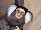 В зоопарке под Астраханью живут самые маленькие в мире обезьянки