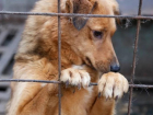 Астраханский «Экоприют» не будут судить за убийство бродячих собак