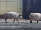 По улице свиней водили: упитанные пятачки пришли к магазину под Астраханью